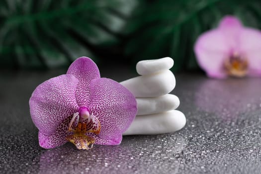 Beautiful lilac orchid flower and stack of white stones with monstera leaves, on black background