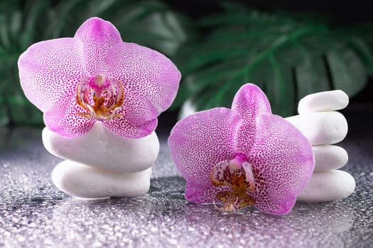 Beautiful lilac orchid flowers and stack of white stones with monstera leaves, on black background