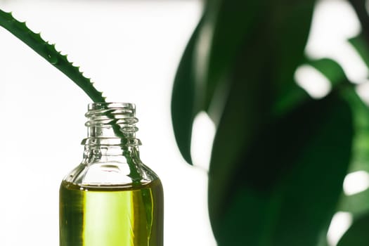 Bottle of oil or essence with aloe leaf, on white and greenery background