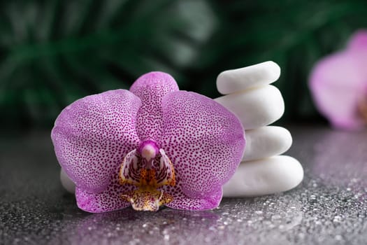 Beautiful lilac orchid flower and stack of white stones with monstera leaves, on black background