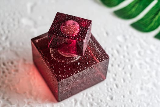 Pink burgundy square perfume bottle on a glossy surface with water drops and monstera leaf. Eau de Toilette. Copy space