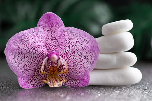 Beautiful lilac orchid flower and stack of white stones with monstera leaves, on black background