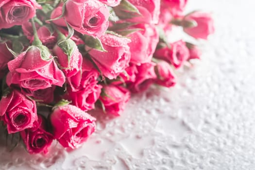 Blurred creative background of pink rose flowers. Partially defocused roses on glossy surface with water drops. Copy space