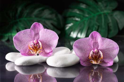 Beautiful lilac orchid flowers lying on white stones with monstera leaves, on black background