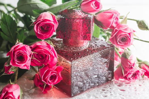 Burgundy square perfume bottle on glossy surface with delicate pink roses and water drops. Eau de Toilette.