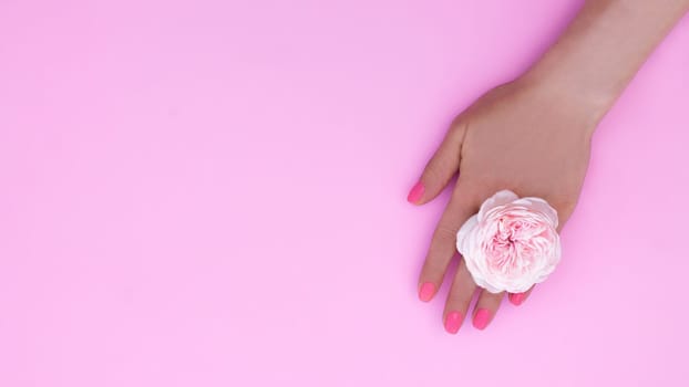 Female hand with pink manicure and a rose flower on a pink background. Banner. Copy space, top view.