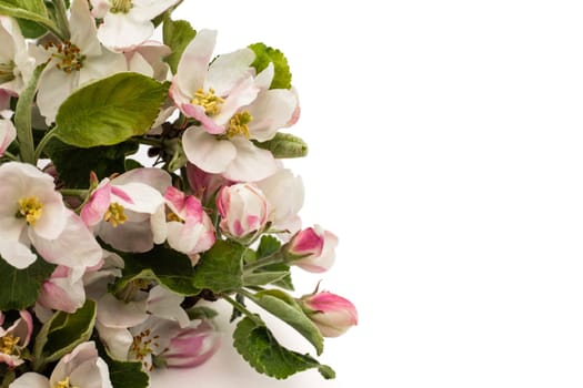 Pear flowers on a white background