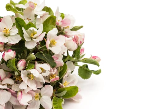 Pear flowers on a white background
