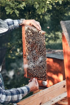 Beekeeper working in apiary. Drawing out the honeycomb from the hive with bees and honey on comb. Real people, authentic situations