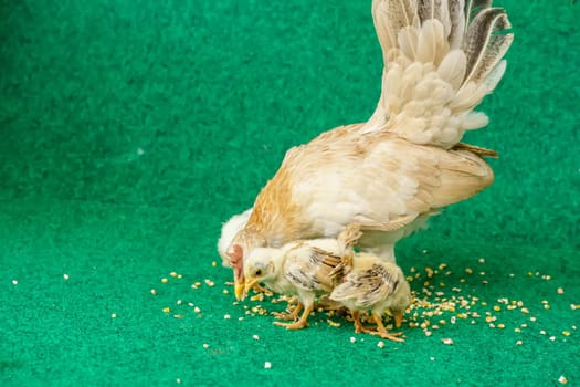 The hen and the yellow serama chicks on a artificial grass background.