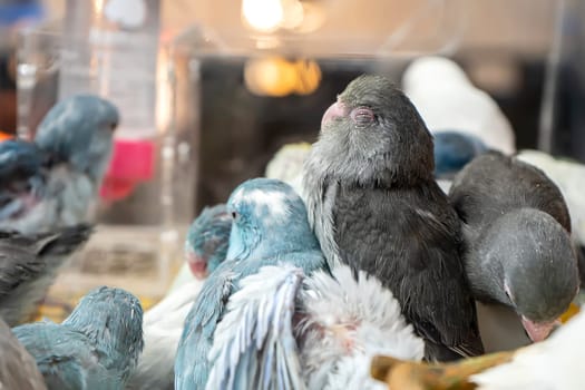 Parrots are posing to take the picture. Bird is a popular pet in Thailand.