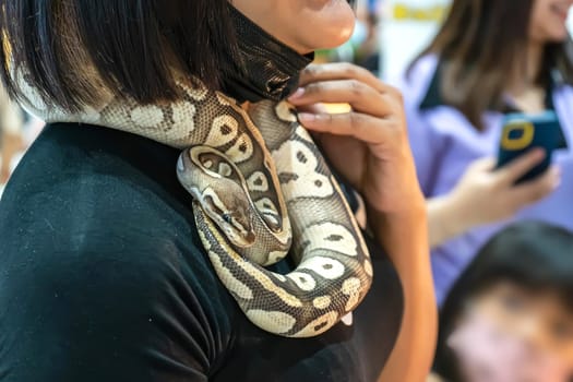 Ball python is a popular pet in Thailand.