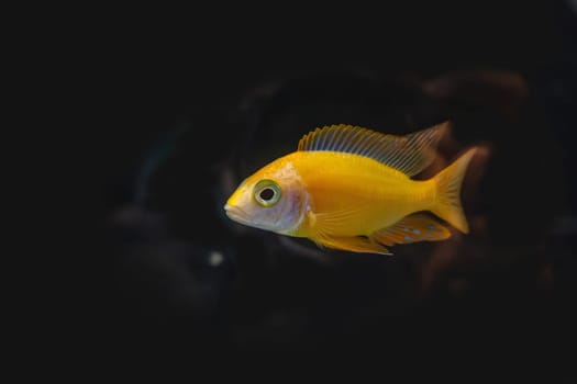 The cichlidae in the cabinet.