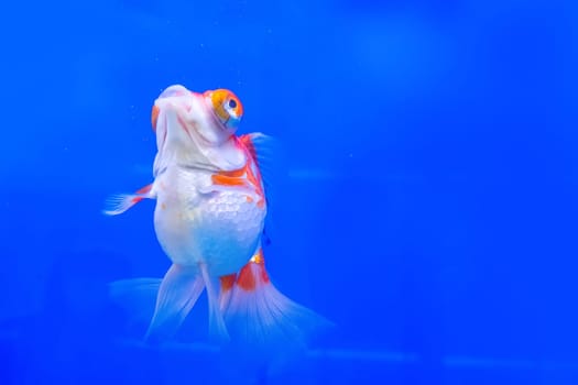 The goldfish in the cabinet on blue background.