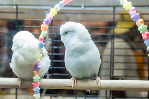 Parrots are posing to take the picture. Bird is a popular pet in Thailand.