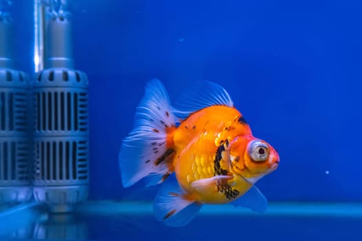 The goldfish in the cabinet on blue background.