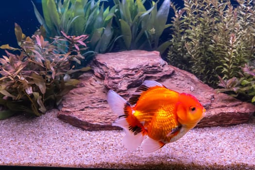 The goldfish in the cabinet on nature background.