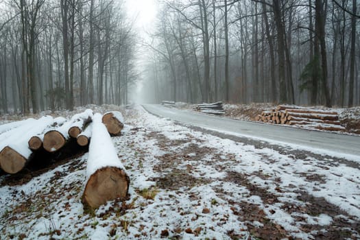 Cut tree trunks by the roadside in the forest, winter foggy day