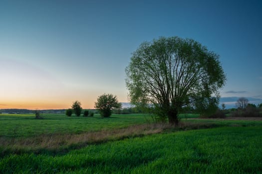 Trees for green meadows and blue sky, spring evening