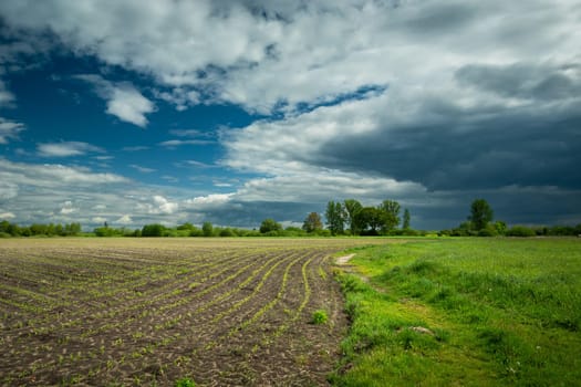 Sown rural field and coming cloudy sky, spring view