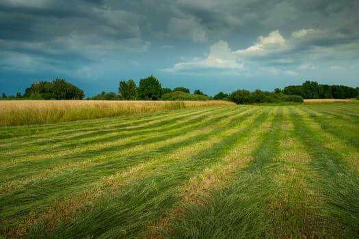 Strips of mown grass in the meadow and cloudy skies, summer rural view