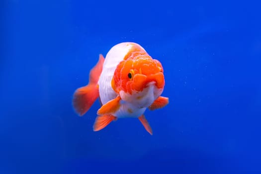 The goldfish in the cabinet on blue background.