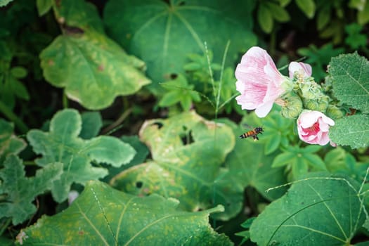 Hollyhock flower is many colors and beautiful in the nature with bees flying for pollen.