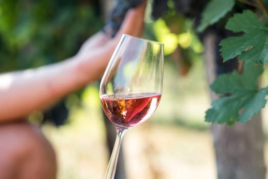 Man holding glass of red wine in vineyard field. Wine tasting in outdoor winery. Grape production and wine making concept.