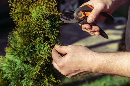Hands of man who cuts thuja branches with a pruner in garden in sunlight