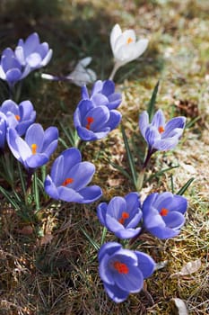 Crocuses wildflowers blooming at the beginning of spring awakening of spring