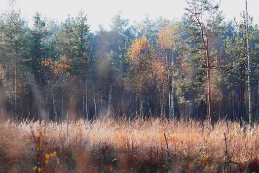 Forest in autumn season. Colorful foliage on trees lit by morning sunlight. Natural nature forest landscape in autumn warm sunlight day
