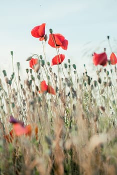 Poppies flowers and other plants in the field. Flowery meadow flooded by sunlight in the summer