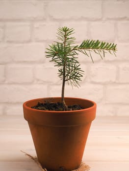 Small fir tree growing in a pot, reforestation or cultivation concept, natural carbon dioxide storage against climate change.