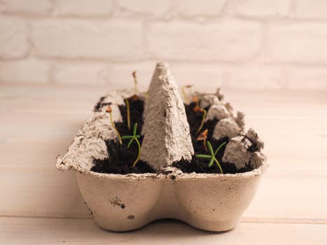 Small Korean fir seeds growing in a box, reforestation or cultivation concept, natural carbon dioxide storage against climate change.
