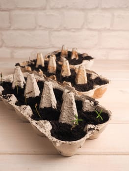 Small Korean fir seeds growing in a box, reforestation or cultivation concept, natural carbon dioxide storage against climate change.