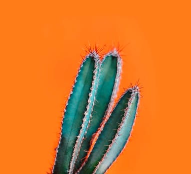 Green cactus closeup over bright orange pastel background. Colorful yellow summer trendy creative concept. Minimal contemporary pop art. Funky houseplant still life.
