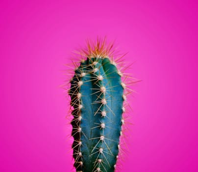Trendy neon cactus closeup over bright pink pastel background. Colorful summer trendy creative concept. Minimal contemporary pop art. Funky succulent houseplant still life.