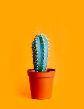 Green cactus in decor pot over bright orange pastel background. Colorful yellow summer trendy creative concept. Minimal contemporary pop art. Funky houseplant still life.