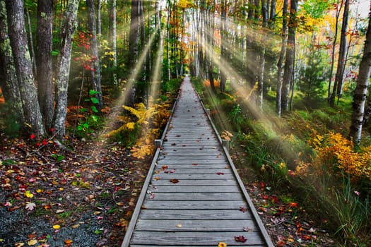 Boardwalk  in autumn nature with sun rays