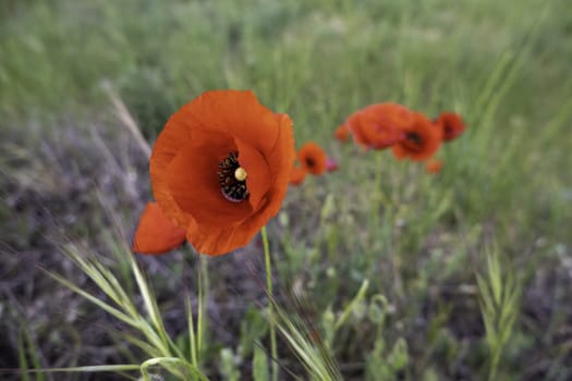 Detail of wild red flowers in nature