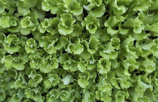 Detail of edible and fresh vegetables in a market