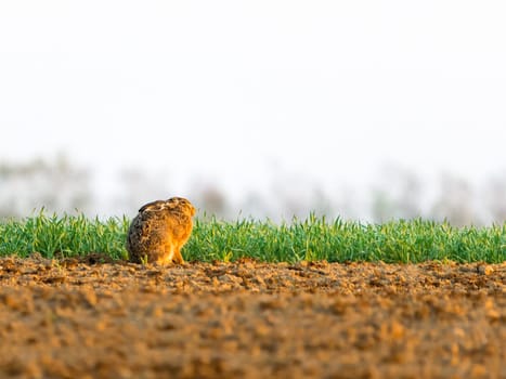 Brown hare looking on growing meadow in summer from side