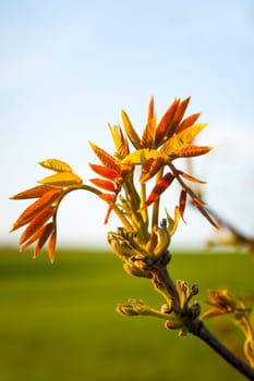 Fresh shoots and new leaves of a walnut tree.