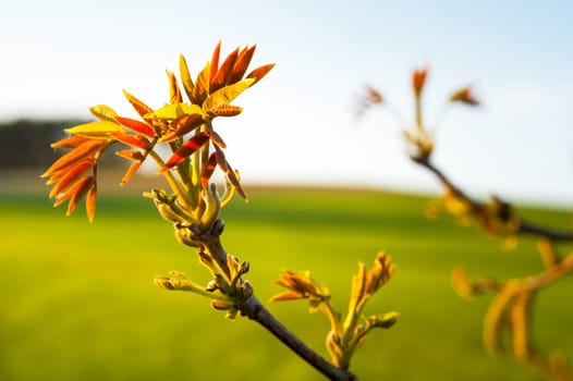 Fresh shoots and new leaves of a walnut tree.