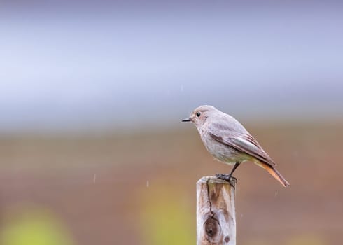 Black Redstart on metal pole perched in cold weather ( Phoenicurus ochruros )
