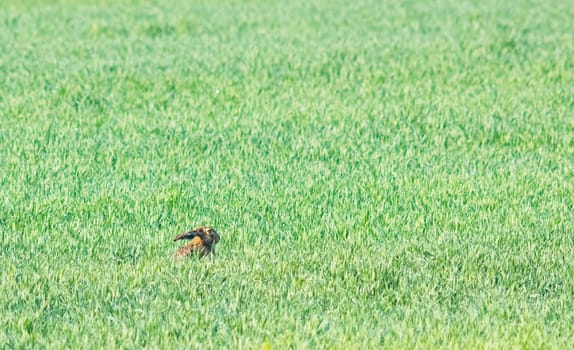 Brown hare looking on growing meadow in summer from side