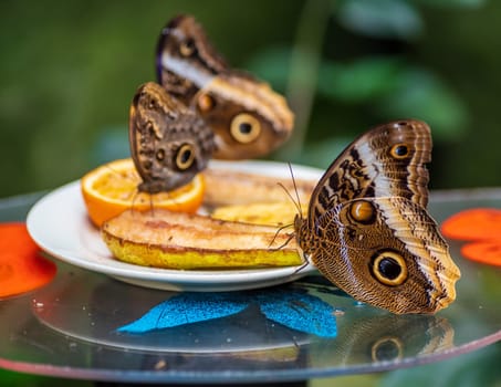 closeup of an owl butterfly (caligo species) in a zoo