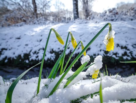 blooming yellow narcissus flowers covered with a fresh layer of snow