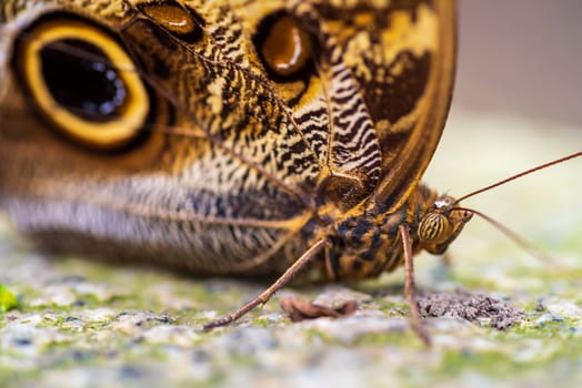 closeup of an owl butterfly (caligo species) in a zoo