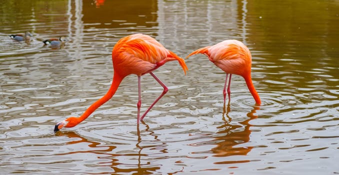 two greater flamingos (Phoenicopterus roseus) searching for food